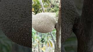 Mamey Sapote fruit sawo shootvideo mango [upl. by Aerua]