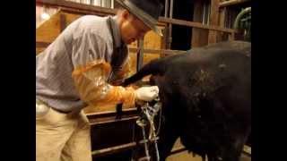 Calving Assistance  How To [upl. by Ellekram]