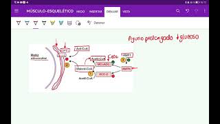 MALONILCoA Y LA REGULACIÓN DE LA BETAOXIDACIÓN [upl. by Hollah]