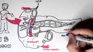 Insulin and Glucagon Overview [upl. by Anahcar]