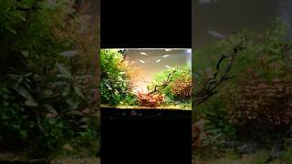 New Dirted Aquascape Tank [upl. by Koral491]