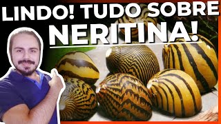 🔴ESSE CARAMUJO VAI ACABAR COM AS ALGAS DO AQUÁRIO NERITINA TUDO SOBRE Mr Betta [upl. by Wulfe]