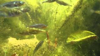 sticklebacks in my pond [upl. by Yonina373]