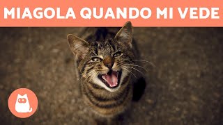 Gatto che miagola QUANDO TI VEDE  7 motivi [upl. by Taft]