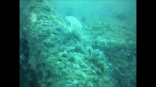 Palm Island Ferry wreck dive off Englewood Florida [upl. by Amuh]