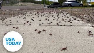 Millions of nightmarish Mormon crickets invade cities  USA TODAY [upl. by Helsie52]