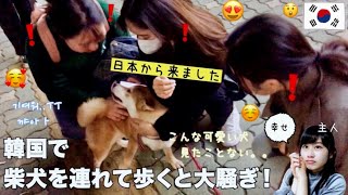 【柴犬、海外で大人気🐕】韓国で、柴犬を連れて歩くと起きること【海外の反応】 [upl. by Stewart]