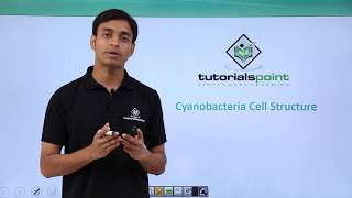 Class 11th – Cyanobacteria  Cell Structure  Biological Classification  Tutorials Point [upl. by Htenywg]