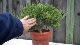 How to create an Olive tree Bonsai Part 1 initial shapingmp4 [upl. by Anaujat]