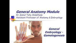 General Embryology – Gametogenesis  Arabic narration [upl. by Nnylidnarb]