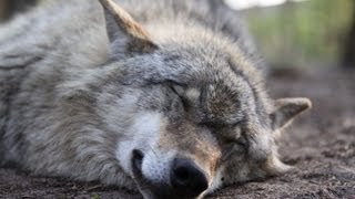 Wölfe Lausitz Beutemasse Losung Kothaufen Auswertung  Wolfcenter Dörverden  by schuhplus [upl. by Enileda45]