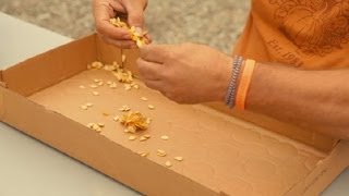 The Best Way to Preserve Pumpkin Seeds for Planting Next Year  Pumpkin Gardening [upl. by Mairhpe]