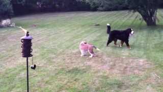 Pups at play Bernese Mountain Dog Lets St Bernard jump all over it [upl. by Higbee388]