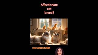 MOST LOVING CAT BREED REVEALED  shorts cat [upl. by Mariand133]