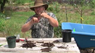 The Basics of Comfrey Propagation by Root Cuttings [upl. by Teriann]