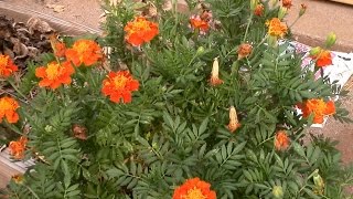 Saving french marigold seeds [upl. by Erdreid]