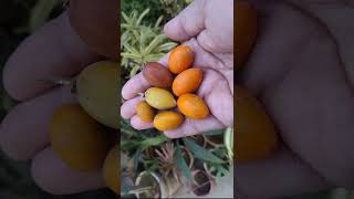 106 Fruits of Mimusops elengi Molsiri bakul plant Alias Garden [upl. by Aluk]