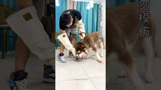 How to train Big Wild Aggressive Husky 🤯😬 shorts pets trending dog doglover [upl. by Aislehc424]