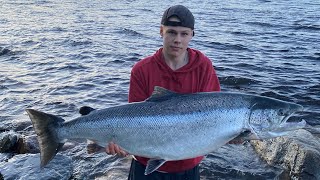 20 kg lohi Tornionjoelta  20 kg salmon  Lohen kalastus  Salmon fishing  Laxfiske [upl. by Henarat]