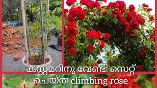 കസ്റ്റമർ നു വേണ്ടി സെറ്റ് ചെയ്ത climbing rose climbingrose [upl. by Ettore]