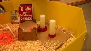 How to set up a chicken brooder for baby chicks [upl. by Cherin]