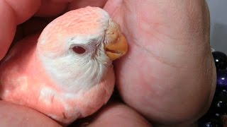 アキクサインコ 4月16日生 [upl. by Silver]