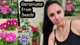 What we know about geraniums Geraniums from seeds [upl. by Ahsennek]