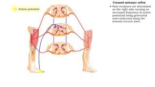 Elbow flexion shoulder flexion and forearm supination Biceps brachii muscle actions [upl. by Aniar]