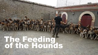 The Feeding of the Hounds at Château de Cheverny [upl. by Alemrac]