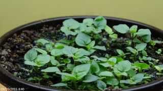 mint germination time lapse hierbabuena [upl. by Serge447]