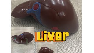 Liver anatomy  ospe  model  Liver [upl. by Nelad]