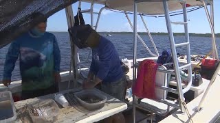 Multiacre seagrass restoration project underway in St Andrew Bay [upl. by Eseekram]