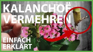 Stecklinge von der Kalanchoe machen  Einfach erklärt [upl. by Balas657]