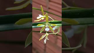 Orquídea Encyclia Lineariefolioides orquídeas natureza [upl. by Bergquist]