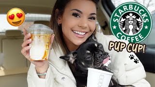 My French Bulldog Puppy Goes to Starbucks [upl. by Roch]