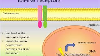 TollLike Receptor  TLRs Signaling Pathways  PicScience [upl. by Puduns]