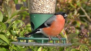 Bullfinch in January on The Peckish Bird Feeder [upl. by Stedt917]