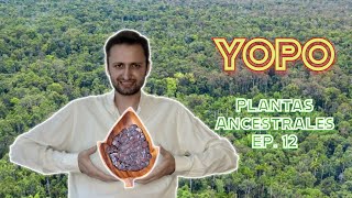 Yopo  PLANTAS ANCESTRALES EP 12 [upl. by Oriole]