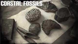 RED DEAD ONLINE  COASTAL FOSSILS  AGATIZED CORAL FOSSIL [upl. by Ydaf]