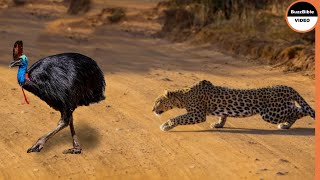 Giant Cassowary Face To Face With Leopard [upl. by Edi]