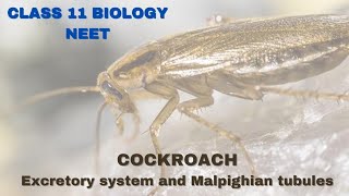 Excretory System of cockroach  Class 11 BiologyNEET [upl. by Ecertal743]