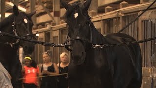 Horses  Clydesdales and Percherons  Iowa State Fair 2015 [upl. by Enairda]