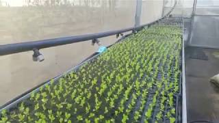 Using an automated misting system in the Bale Verde Rooftop greenhouse  Greengold Farms [upl. by Semyaj]