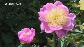 Comment multiplier les pivoines herbacées   Truffaut [upl. by Eelyme575]