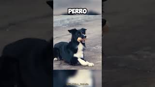 Este es el PERRO más LEAL de todo el MUNDO 🤯🌍 [upl. by Nassah]