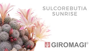 Sulcorebutia sunrise [upl. by Seed]