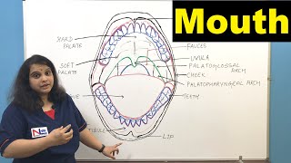 Mouth  Oral Cavity  Buccal Cavity  Digestive System  GI tract  Nursing Lecture [upl. by Gnen]