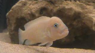 Telmatochromis Temporalis Swell defending territory [upl. by Eversole]