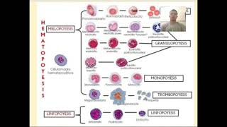 Hematopoyesis linea linfoidea Espinoza Carlos Comisión 3 de Histología y Embriología [upl. by Nalyt]