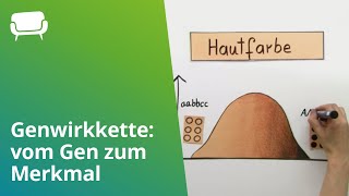 Genwirkkette vom Gen zum Merkmal  Biologie  Genetik [upl. by Yrahcaz]